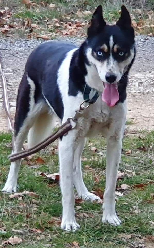 Laïka Of Blue Skunky